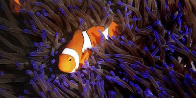 How 'Coral Bleaching' Is Killing The Great Barrier Reef, Explained