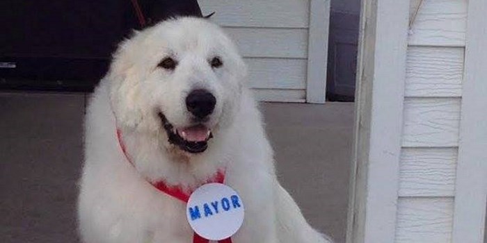 Very Good Dog Elected To Third Term As Mayor In Small American Town