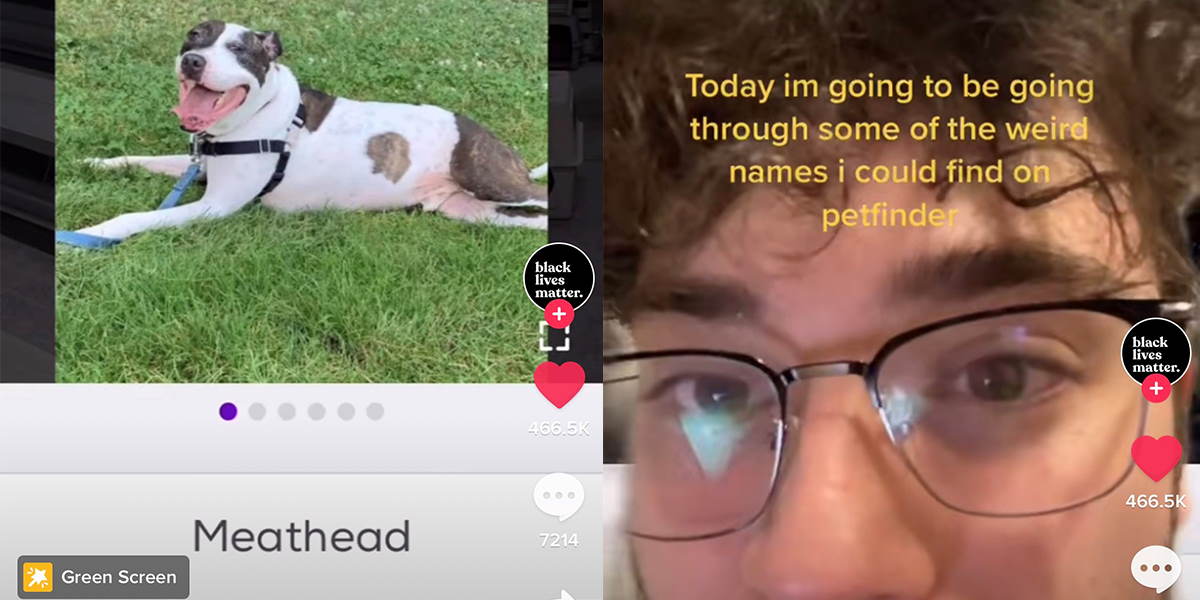 TikTok of The Week: These Dogs Have the Most Ridiculous Names and I'm  Wheezing · Student Edge News