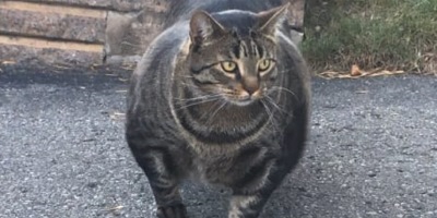 Meet Buff Cat, the Internet’s Favourite Round Boy