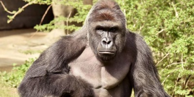 “We Are Not Amused By The Memes”: Cincinnati Zoo Wants You To Stop Joking About Harambe