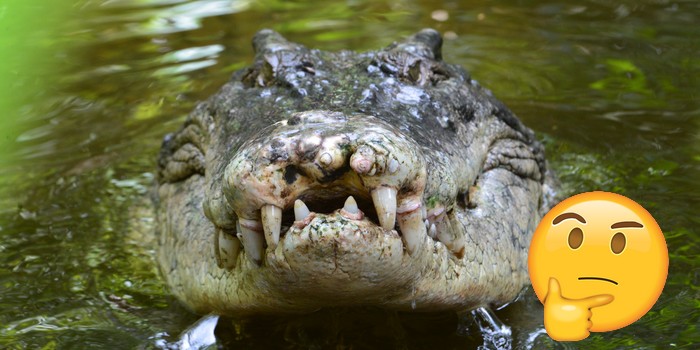 Do Crocodiles Really Tear People Apart Every Three Months in Queensland?