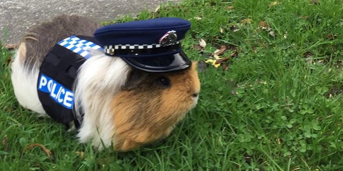 NZ Continues to Be Cooler Sibling to Aus With New Guinea Pig Police Officer