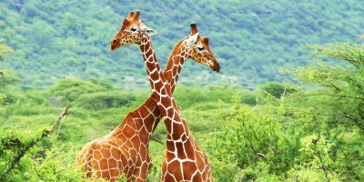 Science Says There Are Actually Four Different Types Of Giraffe; Let’s Invent Four More!