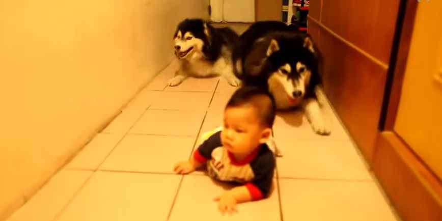 Two Huskies and a Baby Enact Stealth Military Mode