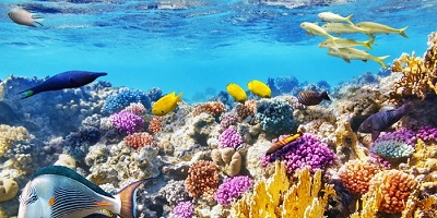 Congratulations Humans: We're Literally Causing Unprecedented Marine Extinction