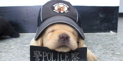 Police Puppers in Taiwan Melt Hearts After Falling Asleep on the Job