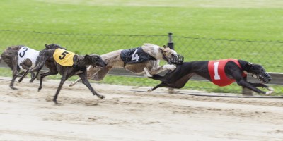 Premier Mike Baird Declares Greyhound Racing Banned In NSW