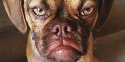 Your Next Big Beef: Grumpy Cat v. Grumpy Dog