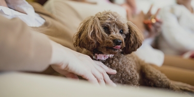 Turns Out, Dogs Like Watching Other Dogs on TV