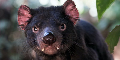 OMG: Tasmania Are Offering $300 Travel Vouchers to WA, SA and QLD Residents