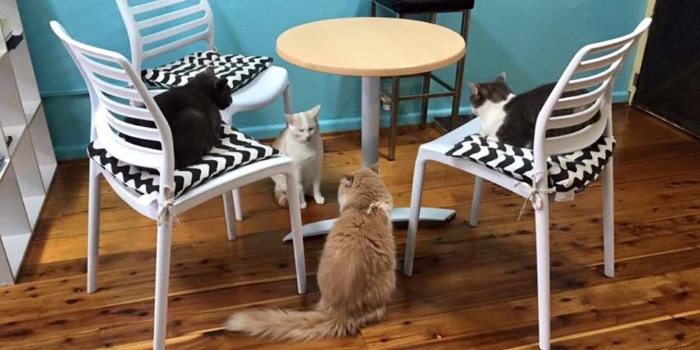 Cat Cafés Are Popping Up Everywhere (And You Should Visit One Right Away To De-Stress)