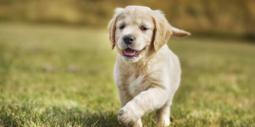 Our National Shame: America Celebrates National Puppy Day, But Australia Doesn't