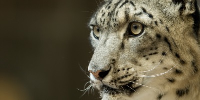 Adventures In Academia: Meet The Professor Who Gets Up Close And Personal With Bears And Snow Leopards