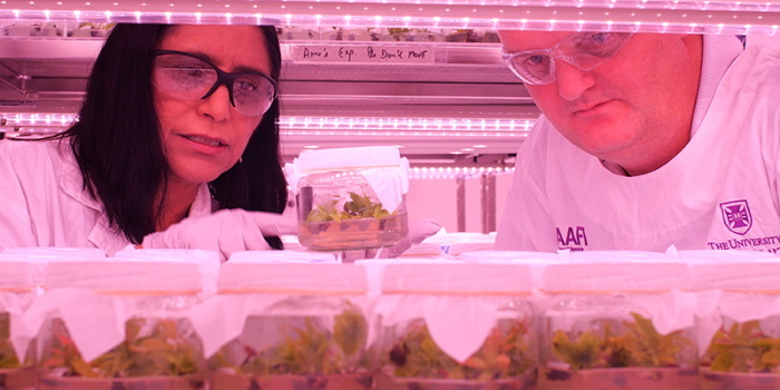 Avo Toast Fans Can Chill 'Cos QLD Scientists Have Guaranteed Avos Of the Future