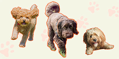 Oodles of Oodles! Do You Own Australia’s Most Popular Dog?