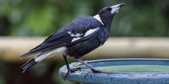 America Just Discovered “Magpie Swooping Season” Is A Thing Down Under