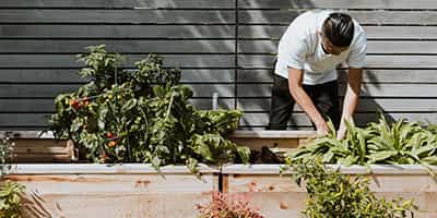 How to Start a Veggie Garden at Home