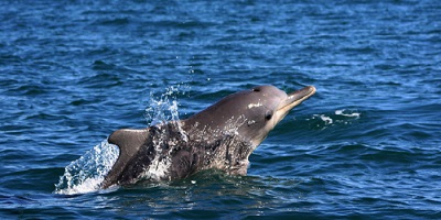 Selfie-Seeking Tourists Have Killed Another Baby Dolphin