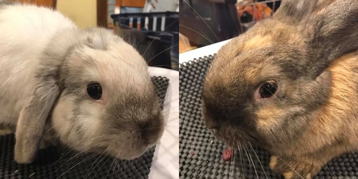 Why Work With Humans When You Can Work With Bunnies? We Speak To A Bun Refuge Owner