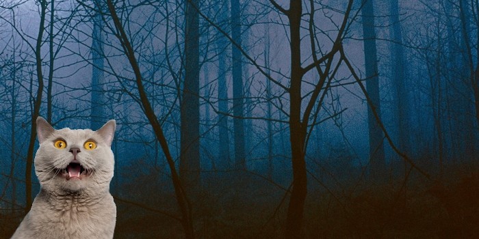 Step Aside "Slender Man": Steven Spielberg Is Producing a Reddit Horror Story