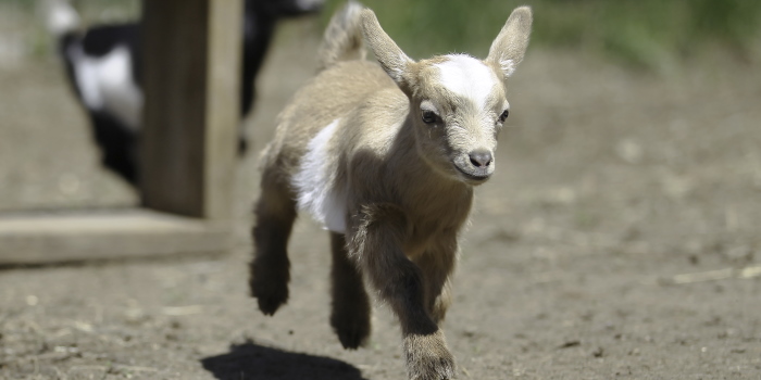 So Turns Out Netflix Almost Used A Bleating Goat For Its Intro Sound Student Edge News