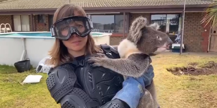 australian drop bear hoax australian drop bear hoax
