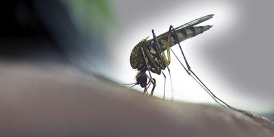 What You Need To Know About The Zika Virus