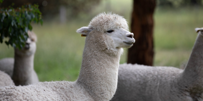 Aussie Researchers Are Using Alpacas to Find a Coronavirus Cure