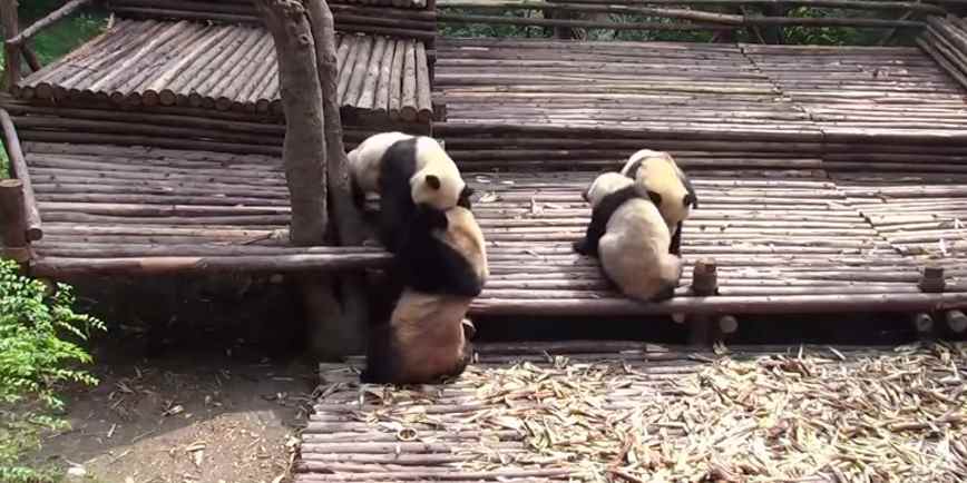 Panda Cubs Start Royal Rumble