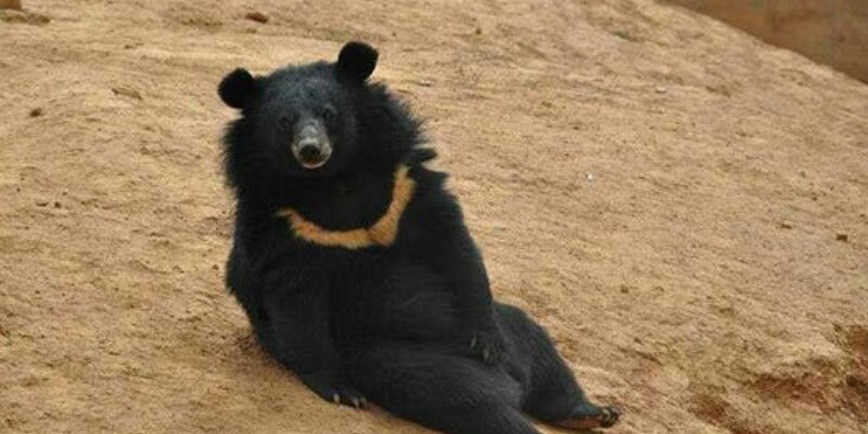 This Guy Bought Two Puppies, But They Grew Up To Be Bears