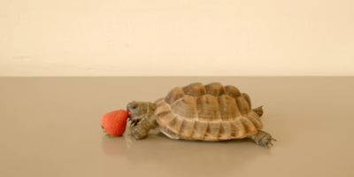 Alan Rickman's Last Masterpiece: Narrating This Clip Of A Tortoise Eating A Strawberry