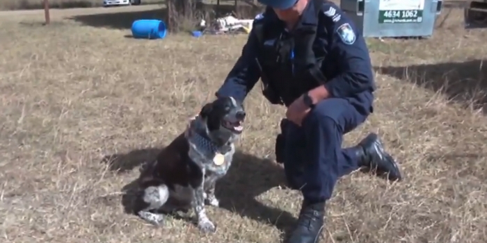 A Half-Blind Blue Heeler Has Been Made an Honorary Police Doggo For ...