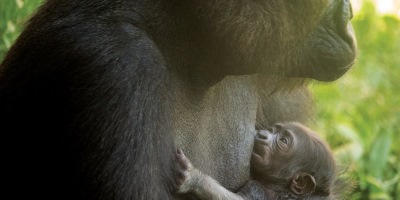 Harambe Is Dead, Long Live Harambe: Internet Tries To Name Baby Gorilla After… You Know