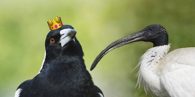 Magpie Wins Over Bin Chicken in 2017's Bird of the Year Poll
