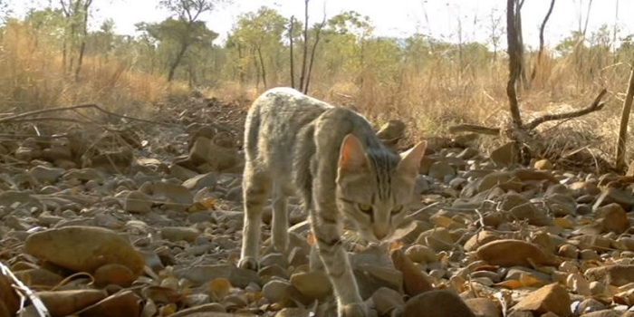 The Government Is Gonna Pledge $2M to Eradicating Feral Cats 