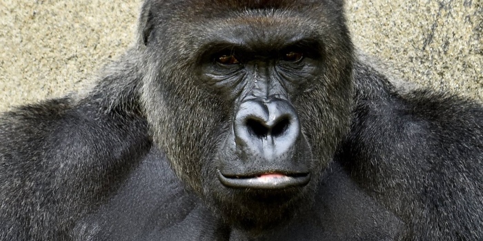 Mum Offers Explanation For Son Sneaking Into Harambe's Gorilla Enclosure: "Accidents Happen"