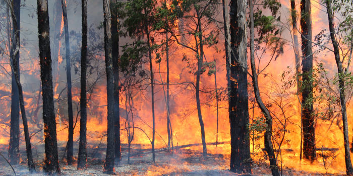 Bushfire Threat Forces Hundreds of Schools Across NSW to Shut Down