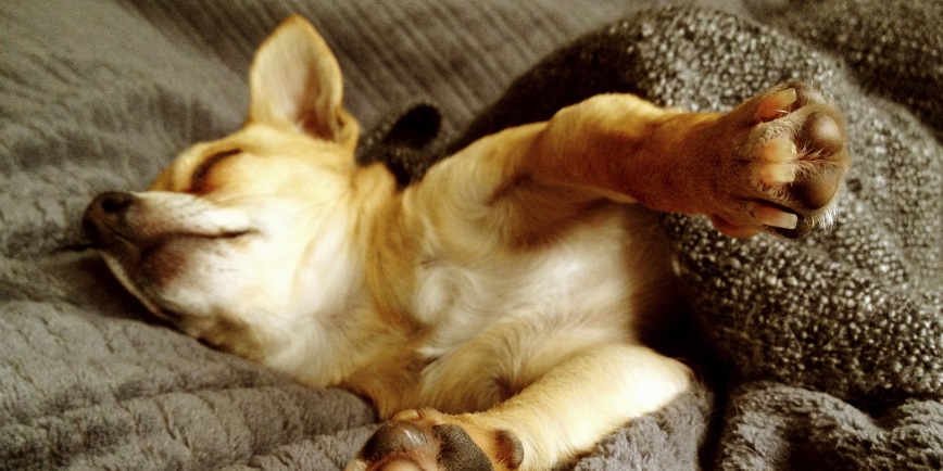 Do You Share A Bed With Your Dog? You're Far From Alone