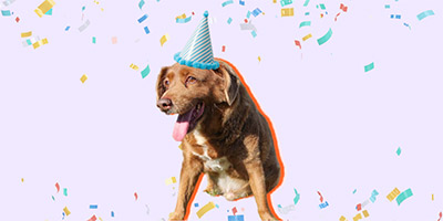 Bobi, The World’s Oldest Dog and Goodest Boy, Just Celebrated His 31st Birthday