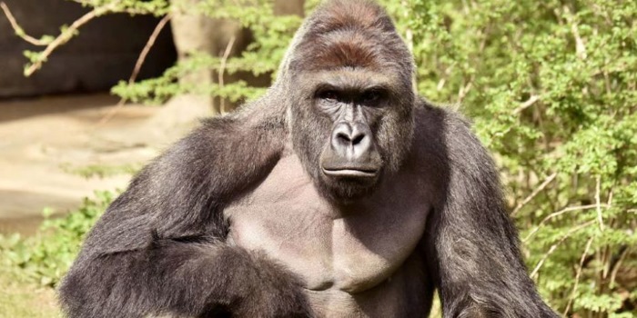 “We Are Not Amused By The Memes”: Cincinnati Zoo Wants You To Stop Joking About Harambe