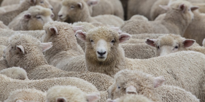 Fart-gate! Controversy Over Conflicting Reports That Farting Sheep Forced An Emergency Plane Landing