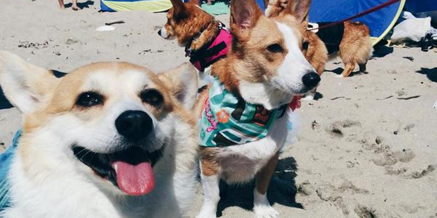 There Is Such A Thing As 'Corgi Beach Day' And Here's the Proof