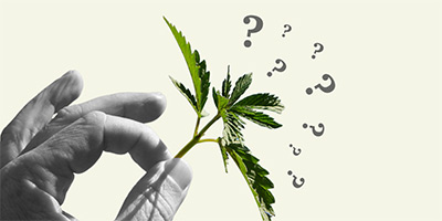 Think You Know Weed? Here Are Some Things You Might Not Know About Cannabis