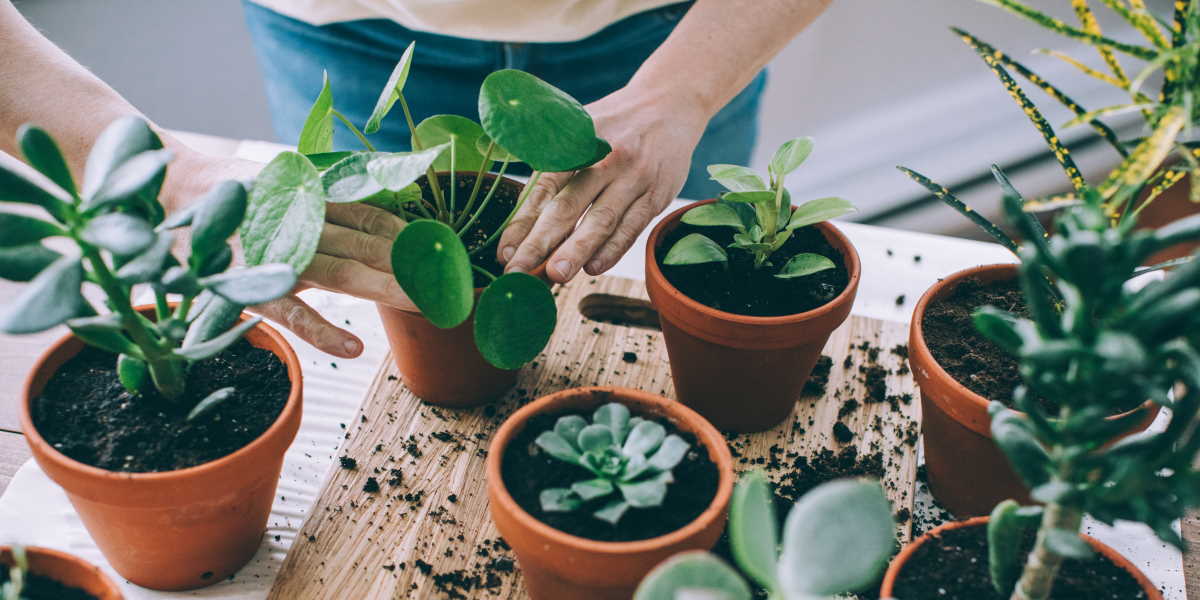 Aus Post Casually Spent $800K On Plants Over The Last Two Years, ‘Cos Same