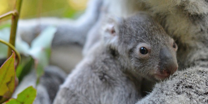 Australia Zoo Welcomes Lil' Koala Joey With Adorable Name