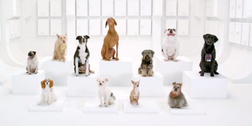 May The Fourth Be With You (And Also These Dogs Barking The Star Wars Theme)