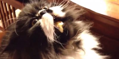 Cats Get Brain Freeze Too