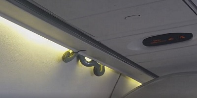 Snakes On A Plane Actually Happened, In Real Life