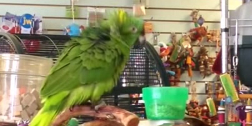 Watch A Parrot Flawlessly Sing "Everything Is Awesome"